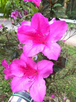Dark pink azaleas in full bloom adorned the outdoor garden