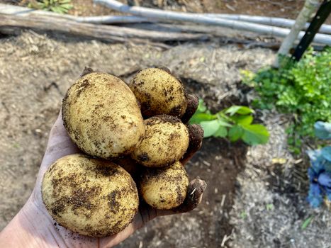 A Hand Holding Potatos