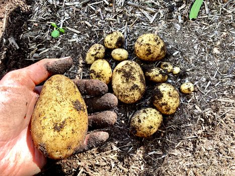 A Hand Holding Potatos