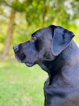 Black and Blue Labrador Sitting