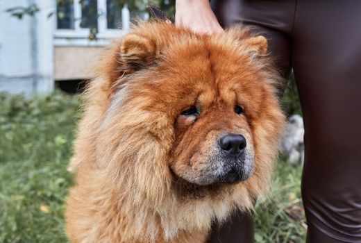 a woman walks her dog Chow Chow near the house