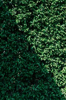 green bush with shadow in diagonal, green hedge or green leaf wall for background