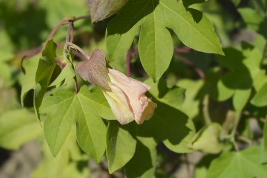 Levant cotton leaves and flower - Latin name - Gossypium herbaceum