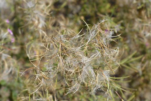 Great hairy willowherb seeds - Latin name - Epilobium hirsutum