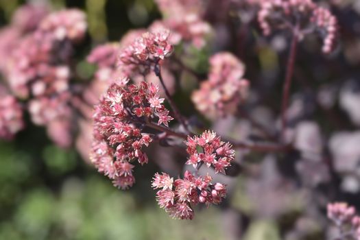 Orpine Purple Emperor - Latin name - Hylotelephium telephium Purple Emperor (Sedum telephium Purple Emperor)