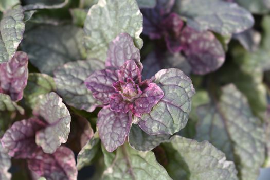 Bugle Burgundy Glow - Latin name - Ajuga reptans Burgundy Glow