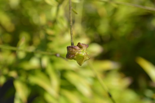 Henrys lily seed pod - Latin name - Lilium henryi