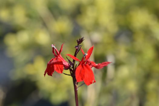 Cardinal flower - Latin name - Lobelia cardinalis