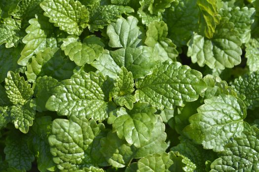 Lemon balm - Latin name - Melissa officinalis