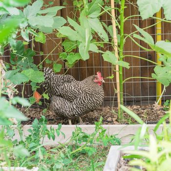 Top view one free range chicken at backyard garden near Dallas, Texas, America. Marans breed barred feathering laying hen chick pecking in natural settings at vegetable allotment