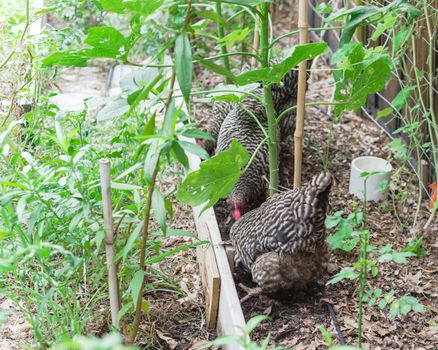 Two free range chickens at backyard garden near Dallas, Texas, America. Marans breed barred feathering laying hen chick pecking in natural settings at vegetable allotment