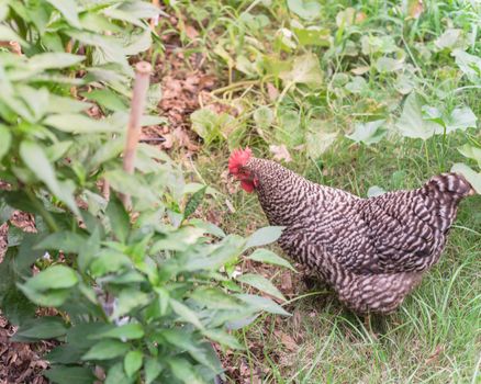 Top view one free range chicken at backyard garden near Dallas, Texas, America. Marans breed barred feathering laying hen chick pecking in natural settings at vegetable allotment