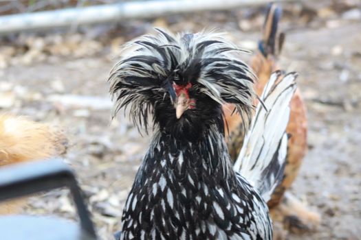 Polish Bantam Rooster Backyard Chicken Head shot . High quality photo