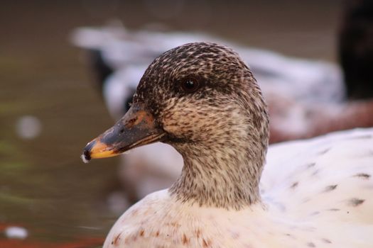 Head shot of Female Snowy Call Ducks . High quality photo