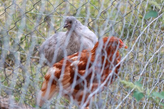 Lavender Orphington and Golden Comet Chicken Hens . High quality photo
