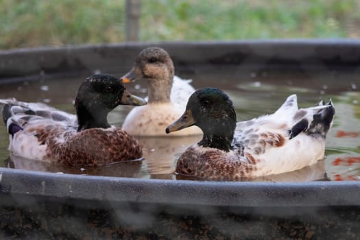 Snowy Call Ducks swimming in there little pool . High quality photo