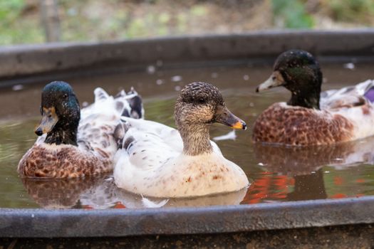 Snowy Call Ducks 2 males and a female . High quality photo