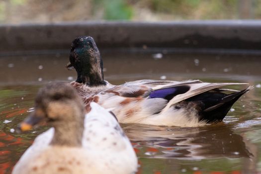 Two Snowy Call Ducks swimming in there little pool . High quality photo