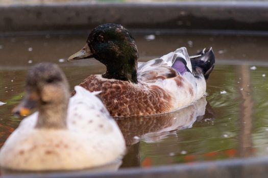 Male and Female Snowy Call Ducks swimming in there little pool . High quality photo