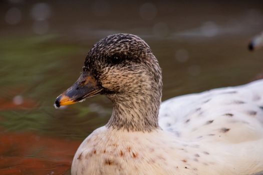 Snowy Call Ducks female close up shot. High quality photo