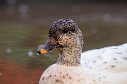 Snowy Call Ducks Female close up head shot . High quality photo