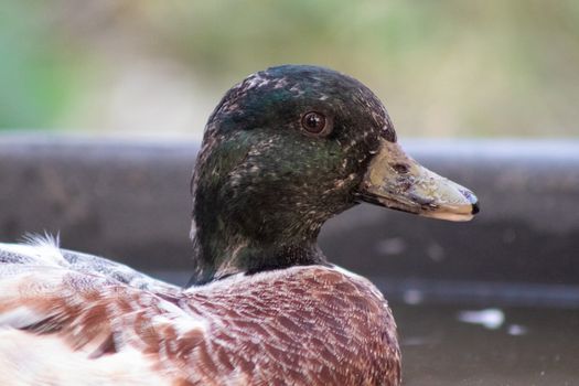 Side View close up head shot of a Male Snowy Call Ducks. High quality photo