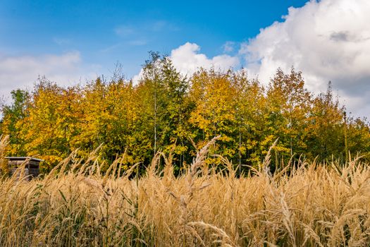 beautiful autumn hike in the colorful forest near wilhelmsdorf near ravensburg in upper swabia germany