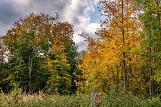 beautiful autumn hike in the colorful forest near wilhelmsdorf near ravensburg in upper swabia germany