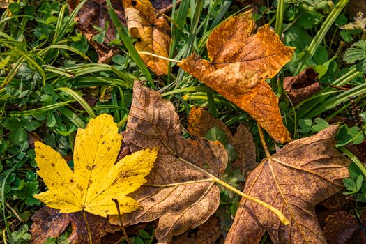 beautiful autumn hike in the colorful forest near wilhelmsdorf near ravensburg in upper swabia germany