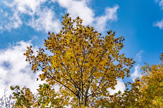 beautiful autumn hike in the colorful forest near wilhelmsdorf near ravensburg in upper swabia germany