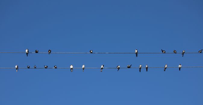 Birds (Swallows) sitting on a wire on clear blue sky background
