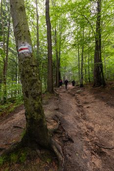 Hikers walking on Marked red touristic trail in the mountain forest