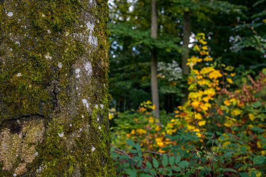 beautiful autumn hike in the colorful forest near wilhelmsdorf near ravensburg in upper swabia germany