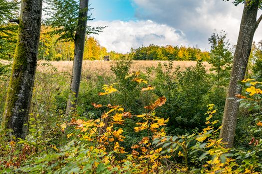 beautiful autumn hike in the colorful forest near wilhelmsdorf near ravensburg in upper swabia germany