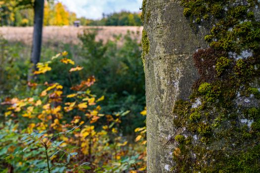 beautiful autumn hike in the colorful forest near wilhelmsdorf near ravensburg in upper swabia germany