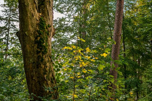 beautiful autumn hike in the colorful forest near wilhelmsdorf near ravensburg in upper swabia germany