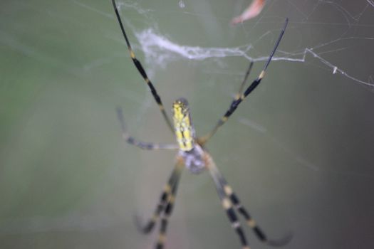 Closeup view with selective focus on a giant Spider and spider webs with blurred green jungle background