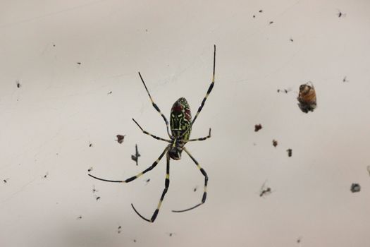 Closeup view with selective focus on a giant Spider and spider webs with blurred green jungle background