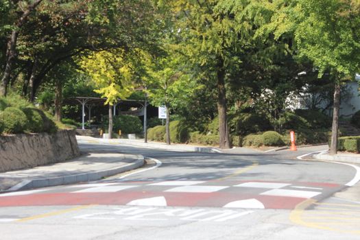 Paved road between trees with road lines and zebra crossing