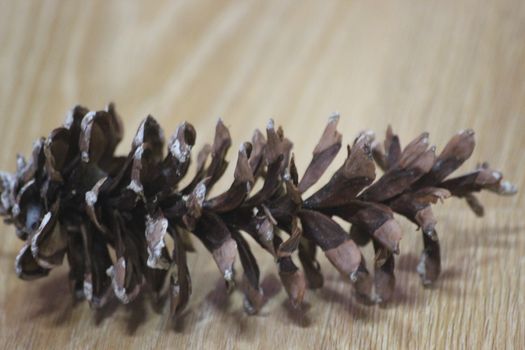 Close-Up of pine cone on wooden floor background. Pine (conifer) cone, seed cone, ovulate cone on brown wood background