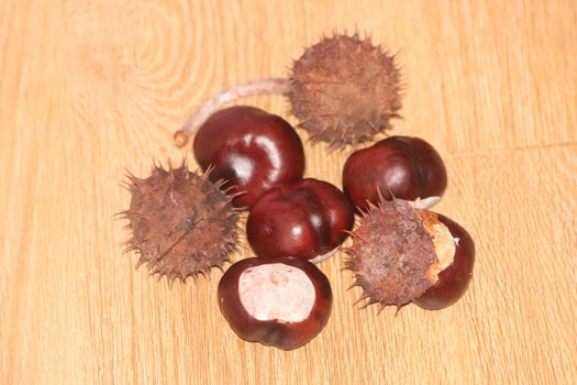 Chestnut and chestnut pod with spines on a wooden floor. Close-Up of bunch of dried chestnut fruits over wooden background.