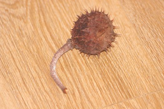 Chestnut and chestnut pod with spines on a wooden floor. Close-Up of bunch of dried chestnut fruits over wooden background.