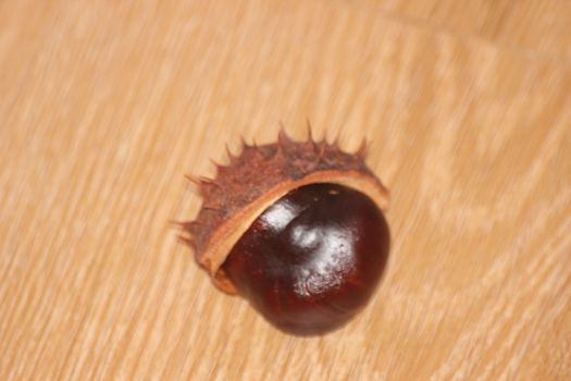 Chestnut and chestnut pod with spines on a wooden floor. Close-Up of bunch of dried chestnut fruits over wooden background.