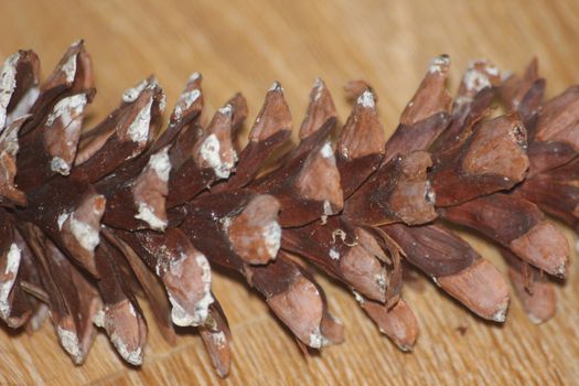 Close-Up of pine cone on wooden floor background. Pine (conifer) cone, seed cone, ovulate cone on brown wood background