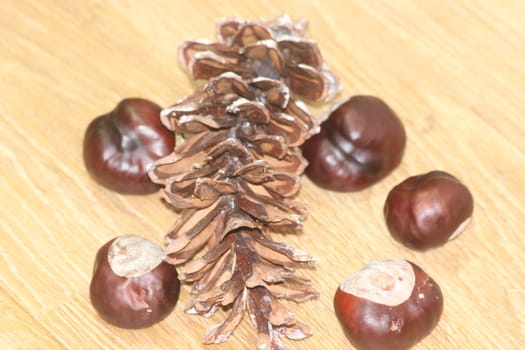 Close-Up of pine cone and chestnut fruits on wooden floor background. Pine (conifer) cone, seed cone, ovulate cone and chestnut on brown wood background