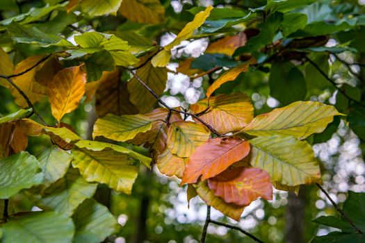 beautiful autumn hike in the colorful forest near wilhelmsdorf near ravensburg in upper swabia germany