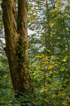 beautiful autumn hike in the colorful forest near wilhelmsdorf near ravensburg in upper swabia germany