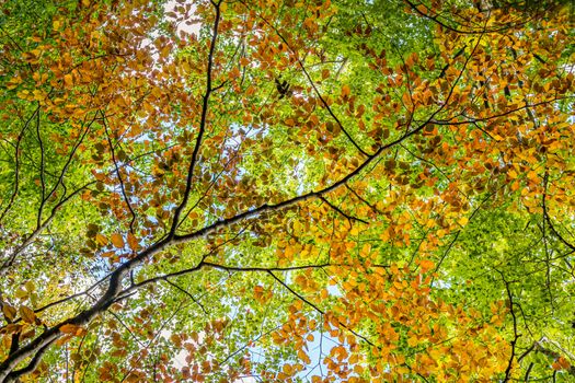 beautiful autumn hike in the colorful forest near wilhelmsdorf near ravensburg in upper swabia germany