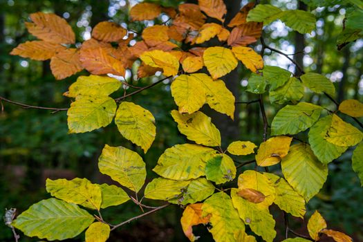 beautiful autumn hike in the colorful forest near wilhelmsdorf near ravensburg in upper swabia germany