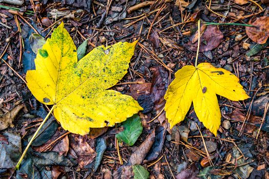 beautiful autumn hike in the colorful forest near wilhelmsdorf near ravensburg in upper swabia germany